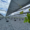 Sistema agr&iacute;cola de granja solar Sistema de montaje en tierra solar fotovoltaica